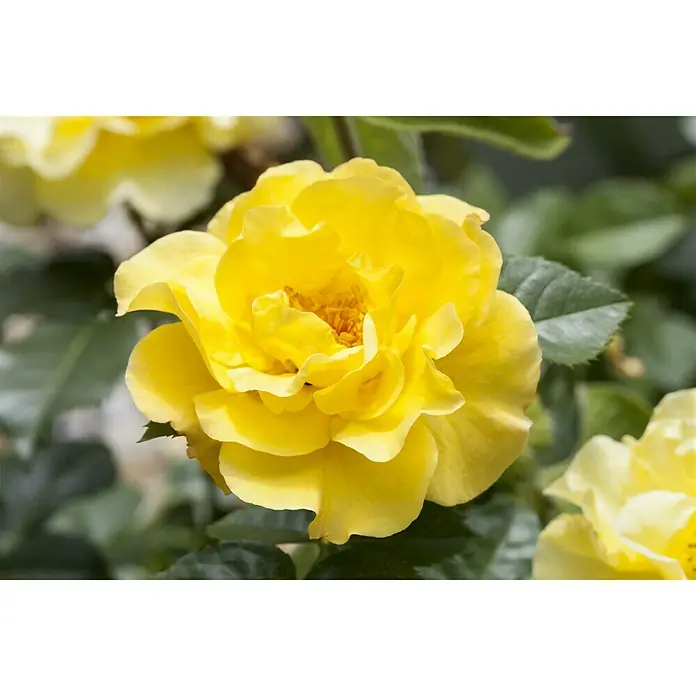 Piardino Topfrose - Rosa Hybride, Gelb - Stimmungsaufnahme