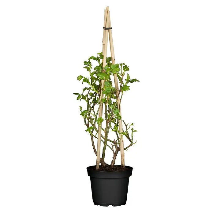 Piardino Kletterrose - Rosa Hybride 'Eden Rose ®' - Vorderansicht