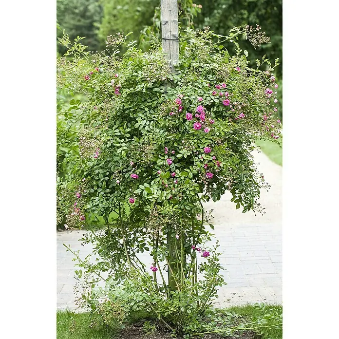 Edelrose - Topfvolumen: 7 l, Botanische Bezeichnung: Duftrose in Sorten, Blütenfarbe: Sortenabhängig - Stimmungsaufnahme