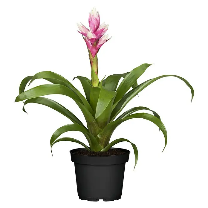 Piardino Bromelie - Guzmania Hybride 'Candy', Topfgröße: 12 cm, Dunkelrosa/Weiß - Vorderansicht
