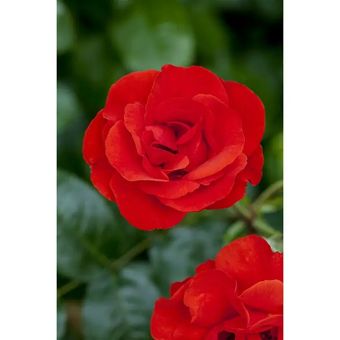 Piardino Topfrose - Rosa Hybride, Rot - Stimmungsaufnahme