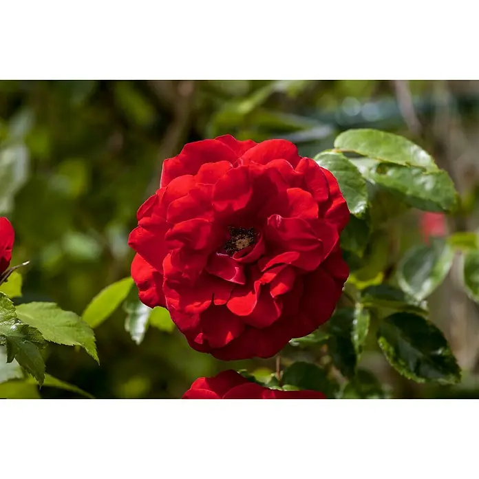Piardino Topfrose - Rosa Hybride, Rot - Stimmungsaufnahme