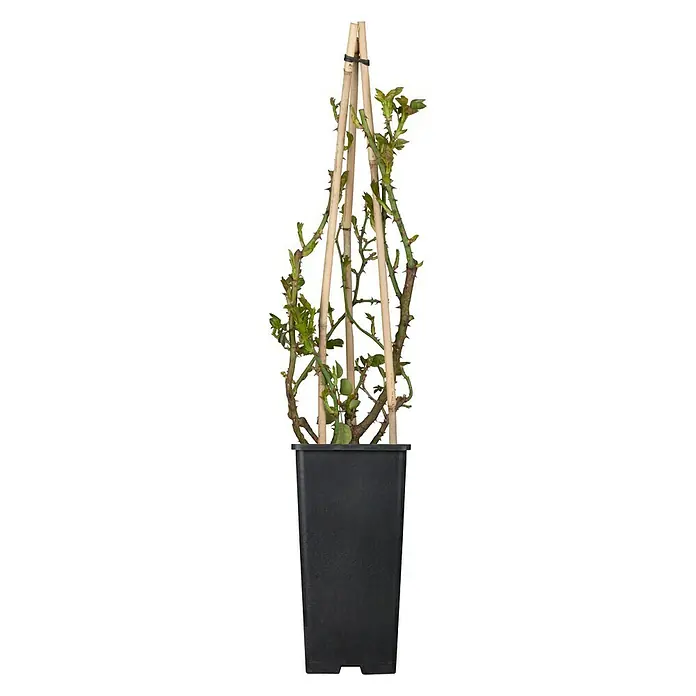 Piardino Edelrose 'Blue Girl' - Rosa Hybride, Topfgröße: 19 cm, Mauve-blau - Vorderansicht