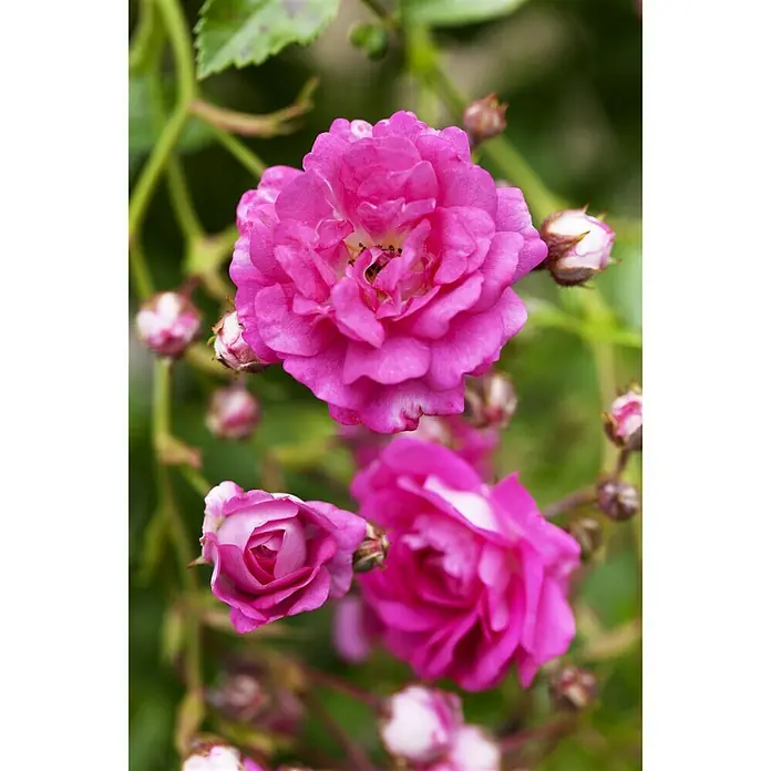 Piardino Kletterrose - Rosa Hybride 'Westerland ®' - Stimmungsaufnahme