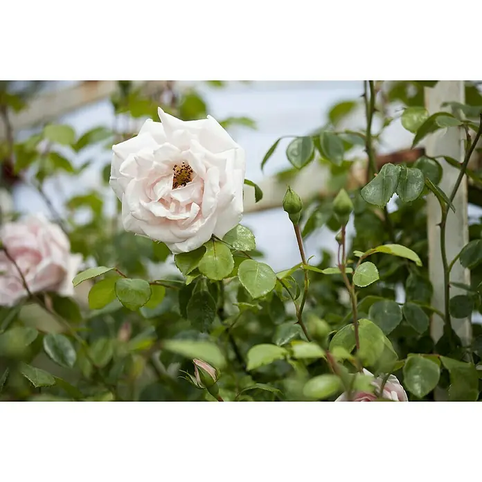 Piardino Kletterrose - Rosa Hybride 'Schneewalzer ®' - Stimmungsaufnahme
