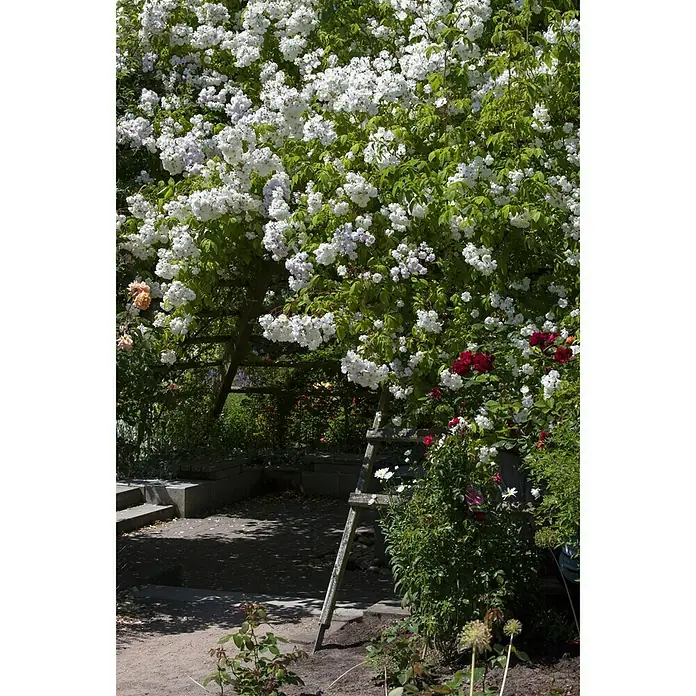 Piardino Kletterrose - Rosa Hybride 'Schneewalzer ®' - Stimmungsaufnahme