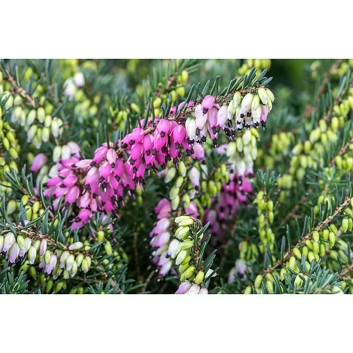 Piardino Winterheide - Rosa - Stimmungsaufnahme