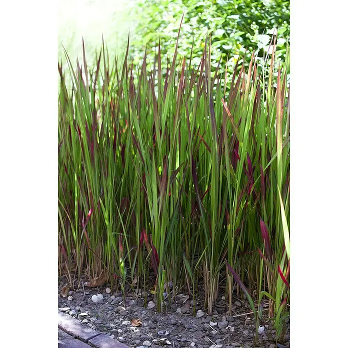 Piardino Japanisches Blutgras - Imperata cylindrica 'Red Baron', Topfgröße: 14 cm - Stimmungsaufnahme