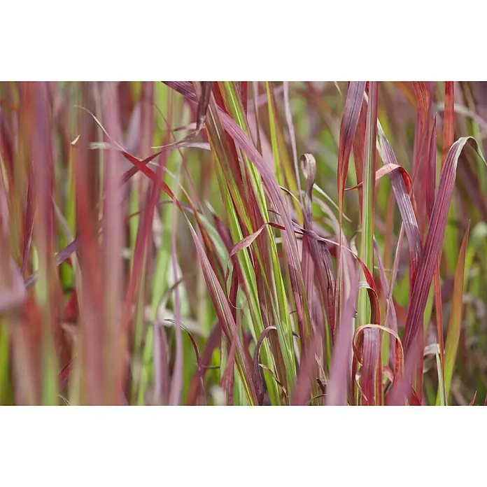 Piardino Japanisches Blutgras - Imperata cylindrica 'Red Baron', Topfgröße: 14 cm - Stimmungsaufnahme