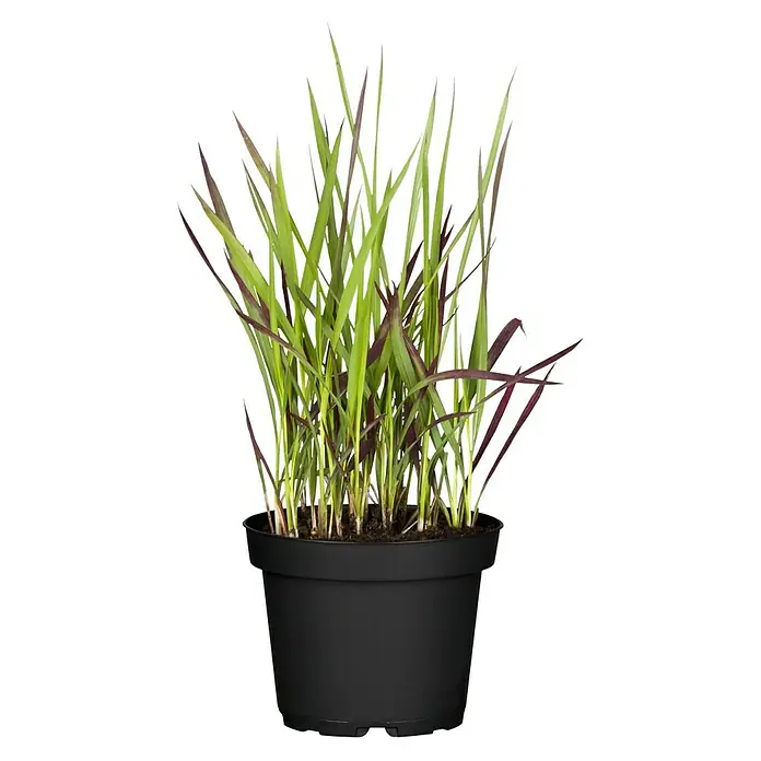 Piardino Japanisches Blutgras - Imperata cylindrica 'Red Baron', Topfgröße: 14 cm - Vorderansicht