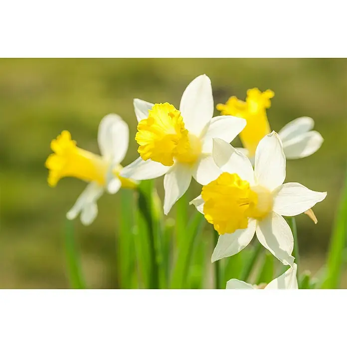 Piardino Frühlingsblumenzwiebeln - Narcissus pseudonarcissus - Stimmungsaufnahme