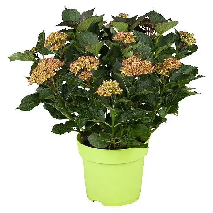 Piardino Bauernhortensie - Hydrangea macrophylla, Topfgröße: 5 l, Zweifärbig - Vorderansicht