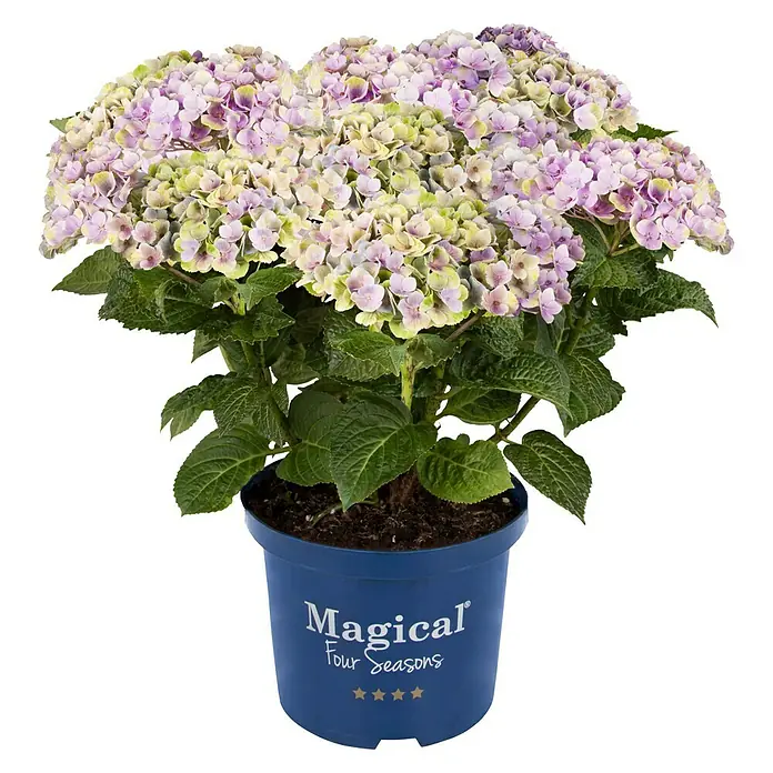 Piardino Hortensie - Hydrangea macrophylla 'Magical', Artenabhängig - Vorderansicht