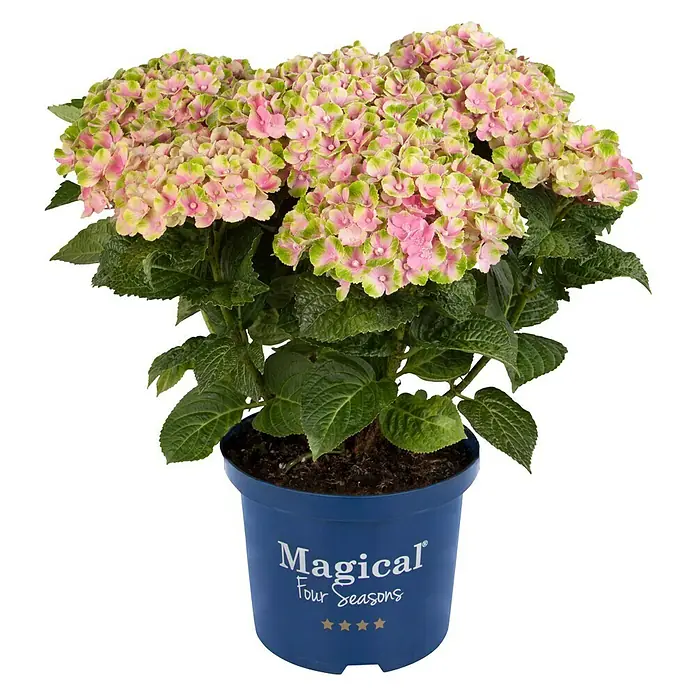 Piardino Hortensie - Hydrangea macrophylla 'Magical', Artenabhängig - Vorderansicht