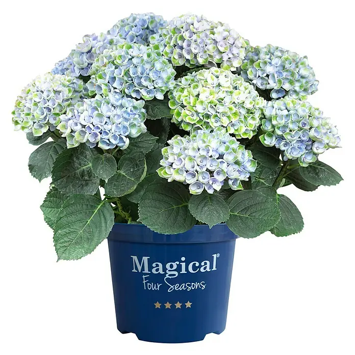 Piardino Hortensie - Hydrangea macrophylla 'Magical', Artenabhängig - Vorderansicht