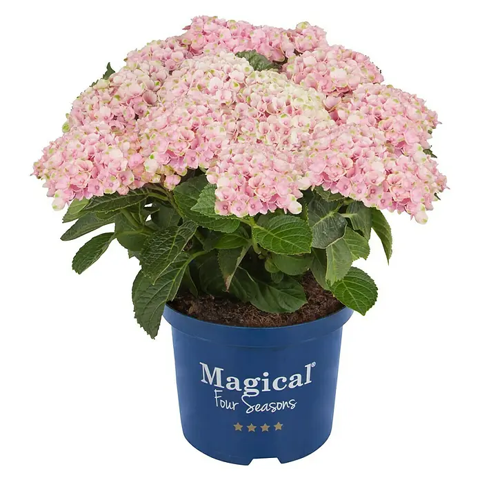 Piardino Hortensie - Hydrangea macrophylla 'Magical', Artenabhängig - Vorderansicht
