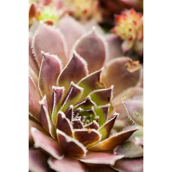 Piardino Hauswurz Trio - Sempervivum, Topfgröße: 13 cm, Grün/Rot - Stimmungsaufnahme