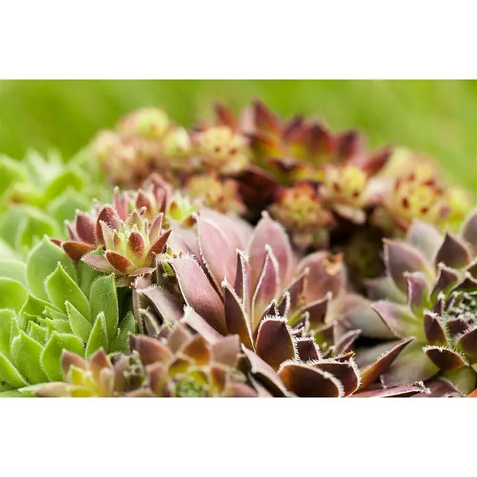 Piardino Hauswurz Trio - Sempervivum, Topfgröße: 13 cm, Grün/Rot - Stimmungsaufnahme
