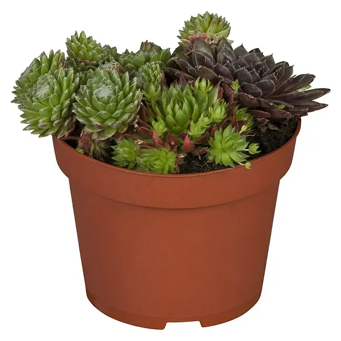Piardino Hauswurz Trio - Sempervivum, Topfgröße: 13 cm, Grün/Rot - Vorderansicht