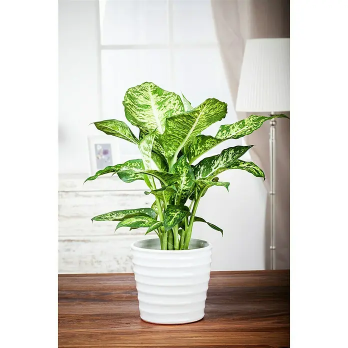 Dieffenbachie - Dieffenbachia 'Compacta', Topfgröße: 14 cm, Bunt - Stimmungsaufnahme