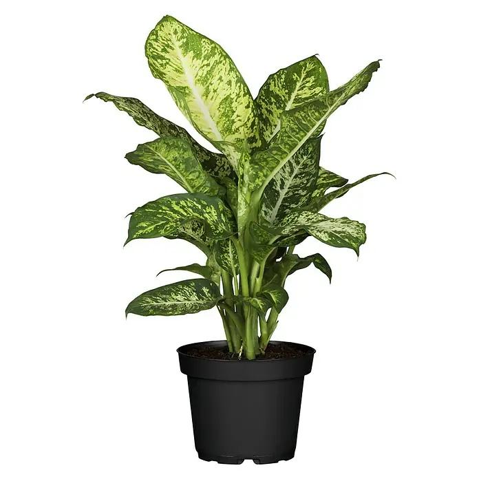 Dieffenbachie - Dieffenbachia 'Compacta', Topfgröße: 14 cm, Bunt - Vorderansicht