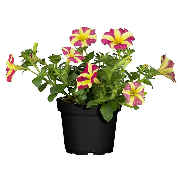 Piardino Petunie - Petunia 'Amore', Topfgröße: 12 cm, Sortenabhängig - Vorderansicht