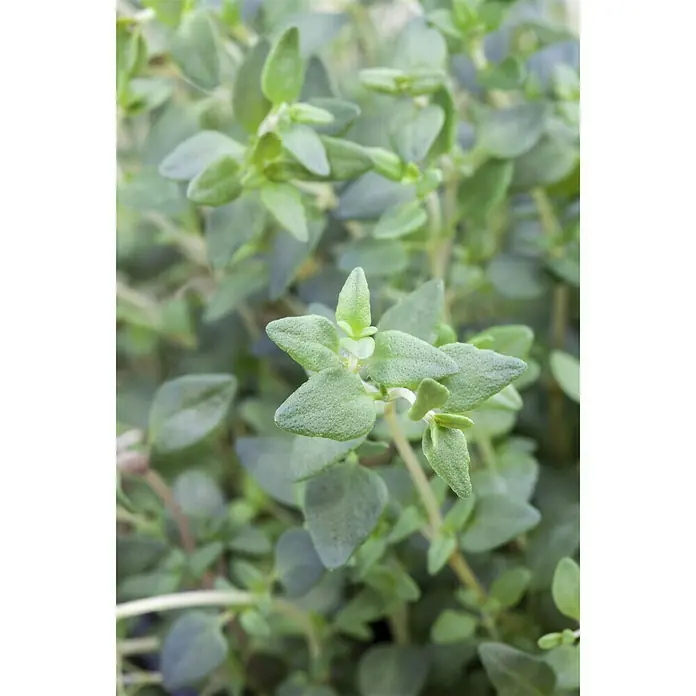 Piardino Bohnenkraut - Satureja hortensis - Stimmungsaufnahme