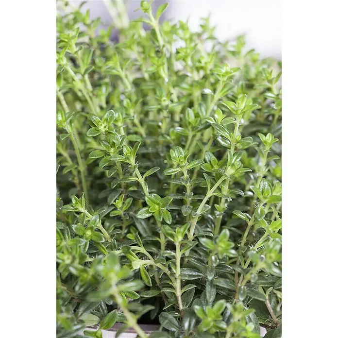 Piardino Bohnenkraut - Satureja hortensis - Stimmungsaufnahme