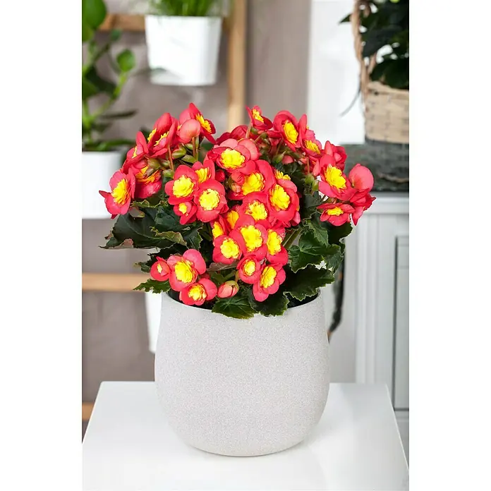 Piardino Begonie - Begonia elatior Valentino Pink, Topfgröße: 14 cm, Zweifarbig - Stimmungsaufnahme
