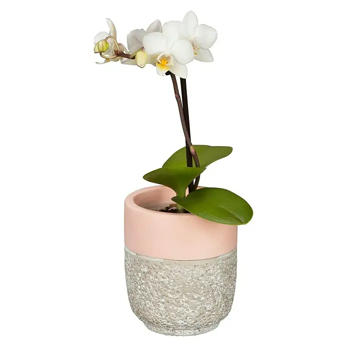 Piardino Schmetterlingsorchidee - Phalaenopsis Hybride, Topfgröße: 11 cm, Sortenabhängig, Anzahl Triebe: 2 Stk., Aufrecht - Vorderansicht