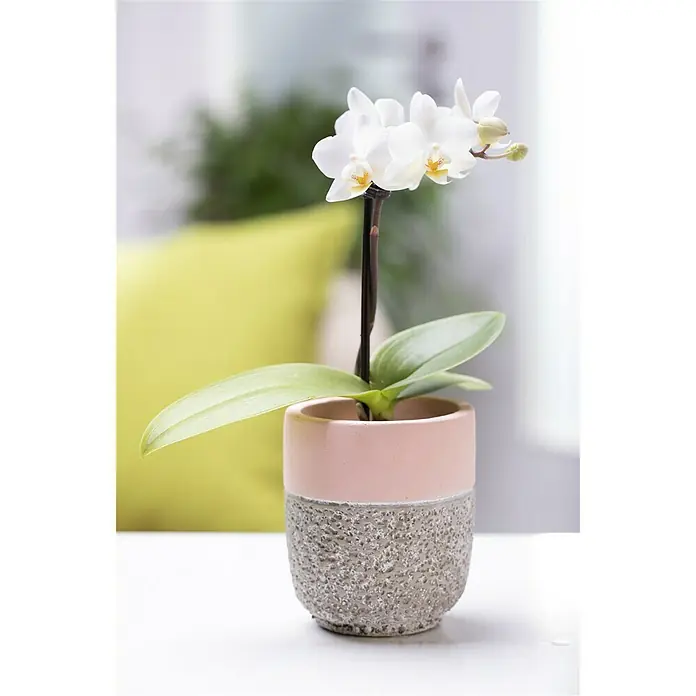 Piardino Schmetterlingsorchidee - Phalaenopsis Hybride, Topfgröße: 11 cm, Sortenabhängig, Anzahl Triebe: 2 Stk., Aufrecht - Stimmungsaufnahme