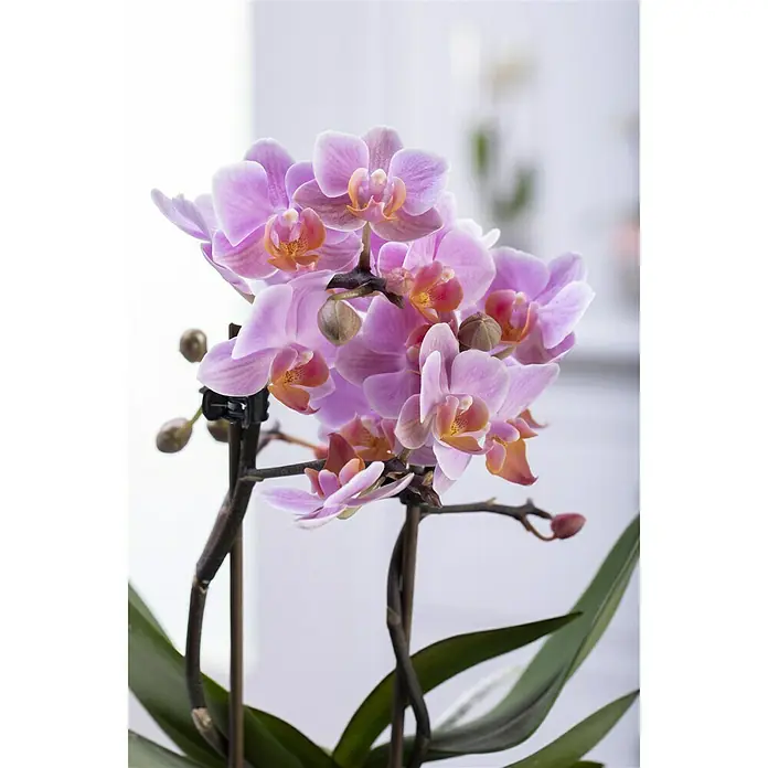 Piardino Schmetterlingsorchidee - Phalaenopsis Hybride, Topfgröße: 11 cm, Sortenabhängig, Anzahl Triebe: 2 Stk., Aufrecht - Stimmungsaufnahme