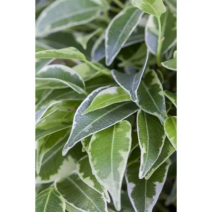 Piardino Birken-Feige - Ficus benjamina Lovely, Topfgröße: 12 cm, Grün - Stimmungsaufnahme