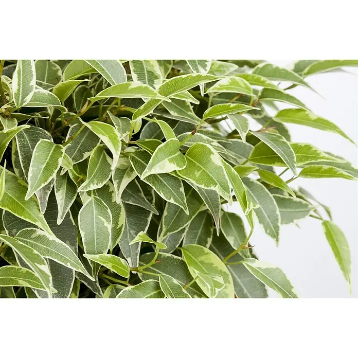 Piardino Birken-Feige - Ficus benjamina Lovely, Topfgröße: 12 cm, Grün - Stimmungsaufnahme
