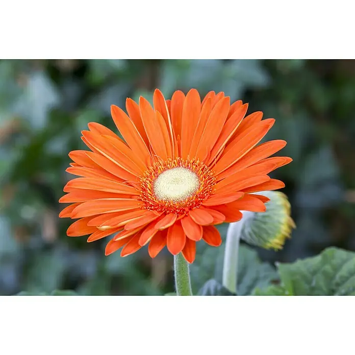 Piardino Gerbera - Gerbera jamesonii, Tamaño de maceta: 12 cm - Foto ambiente