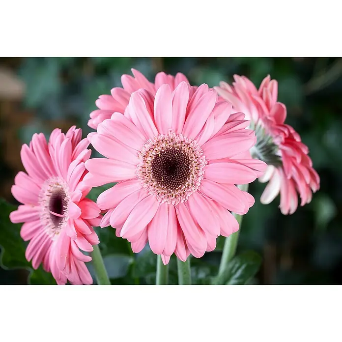 Piardino Gerbera - Gerbera jamesonii, Tamaño de maceta: 12 cm - Foto ambiente