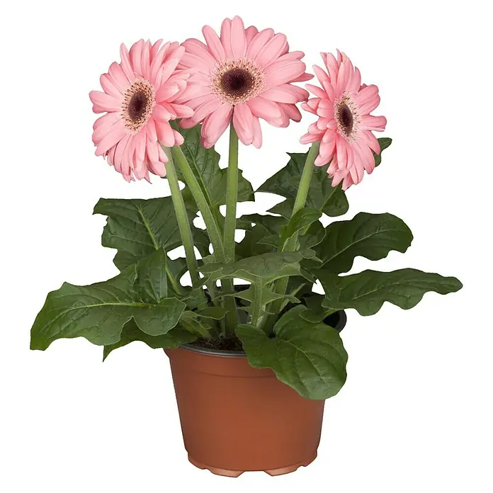 Piardino Gerbera - Gerbera jamesonii - Vista frontal
