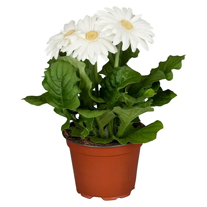 Piardino Gerbera - Gerbera jamesonii, Tamaño de maceta: 17 cm - Vista frontal