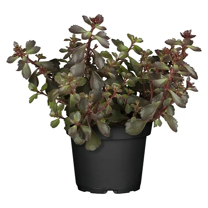 Piardino Garten-Fettblatt - Sedum 'Brown Sugar', Topfgröße: 13 cm, Rosa - Vorderansicht