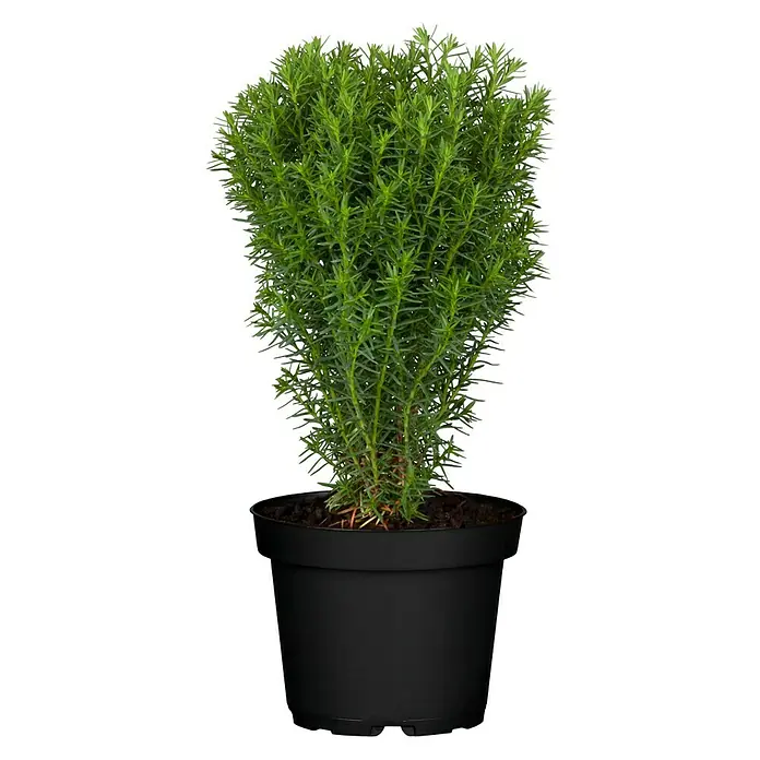 Piardino Lebensbaum 'Teddy' - Thuja occidentalis 'Teddy', Topfgröße: 9 cm - Vorderansicht