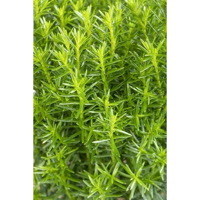Piardino Lebensbaum 'Teddy' - Thuja occidentalis 'Teddy', Topfgröße: 9 cm - Stimmungsaufnahme