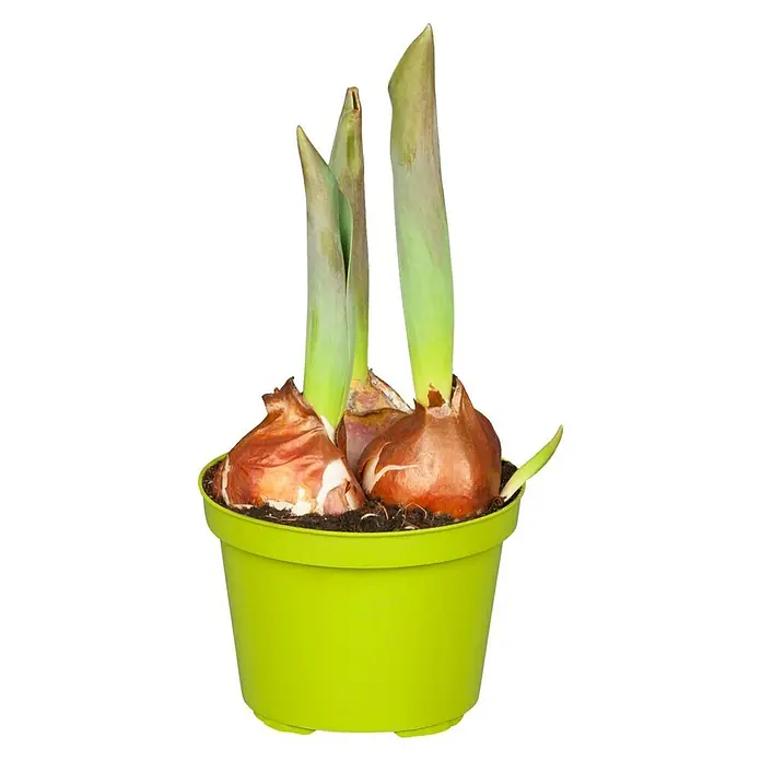 Piardino Frühlingsblumenzwiebeln Flair - Tulpia Hybride, Topfgröße: 9 cm - Vorderansicht