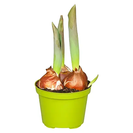 Piardino  Frühlingsblumenzwiebeln Flair