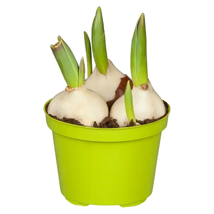Piardino Frühlingsblumenzwiebeln - Tulipa Hybride, 3 Stk. - Vorderansicht