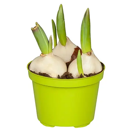 Piardino  Frühlingsblumenzwiebeln