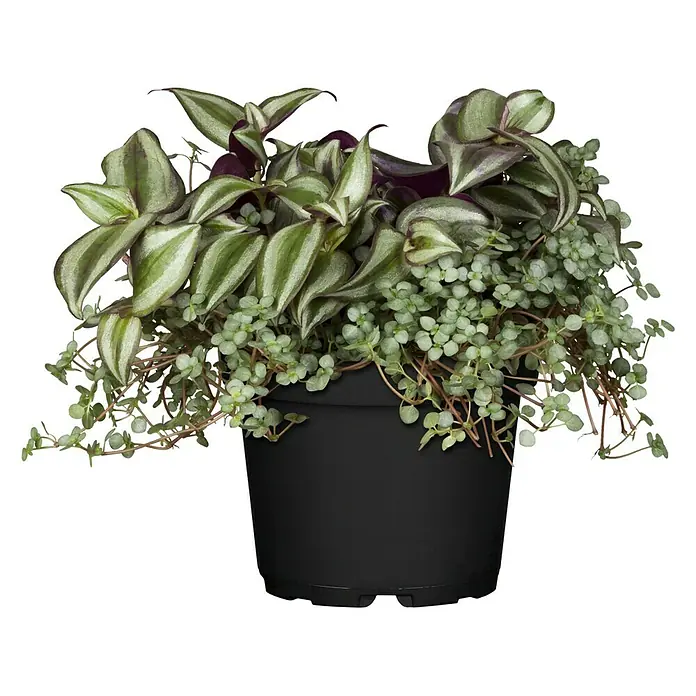 Piardino Sukkulenten Duo - Pilea glaucophylla, Tradescantia zebrina, Topfgröße: 12 cm - Vorderansicht