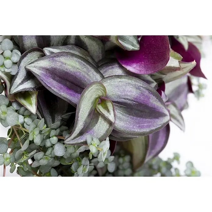 Piardino Sukkulenten Duo - Pilea glaucophylla, Tradescantia zebrina, Topfgröße: 12 cm - Stimmungsaufnahme