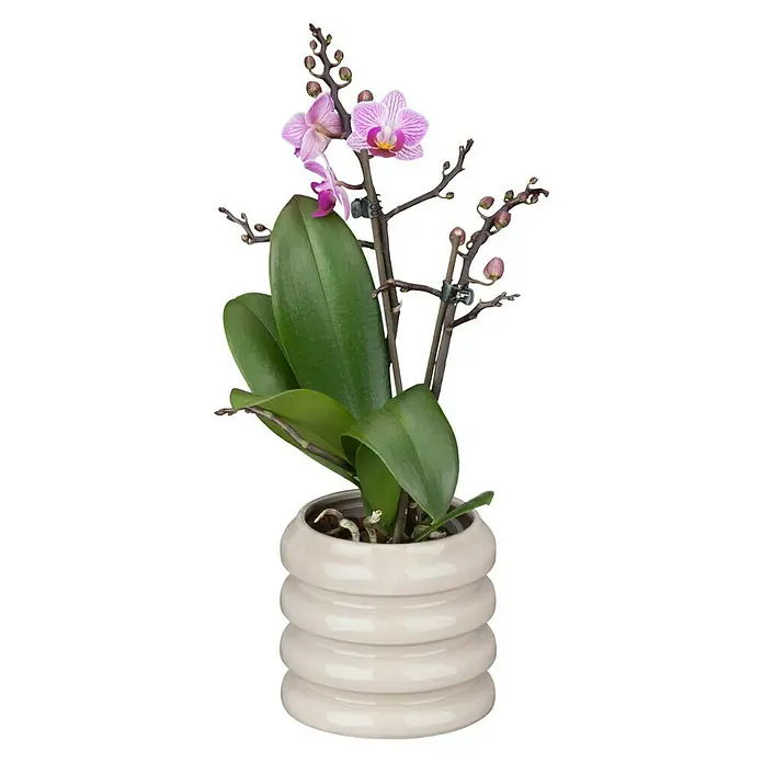 Piardino Schmetterlingsorchidee - Phalaenopsis Hybride, Topfgröße: 11 cm, Sortenabhängig, Anzahl Triebe: 2 Stk., Aufrecht - Vorderansicht