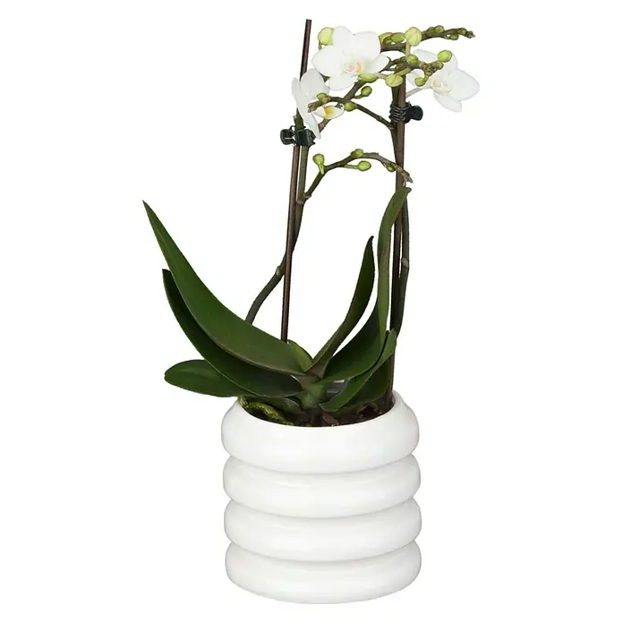 Piardino Schmetterlingsorchidee - Phalaenopsis Hybride, Topfgröße: 11 cm, Sortenabhängig, Anzahl Triebe: 2 Stk., Aufrecht - Vorderansicht