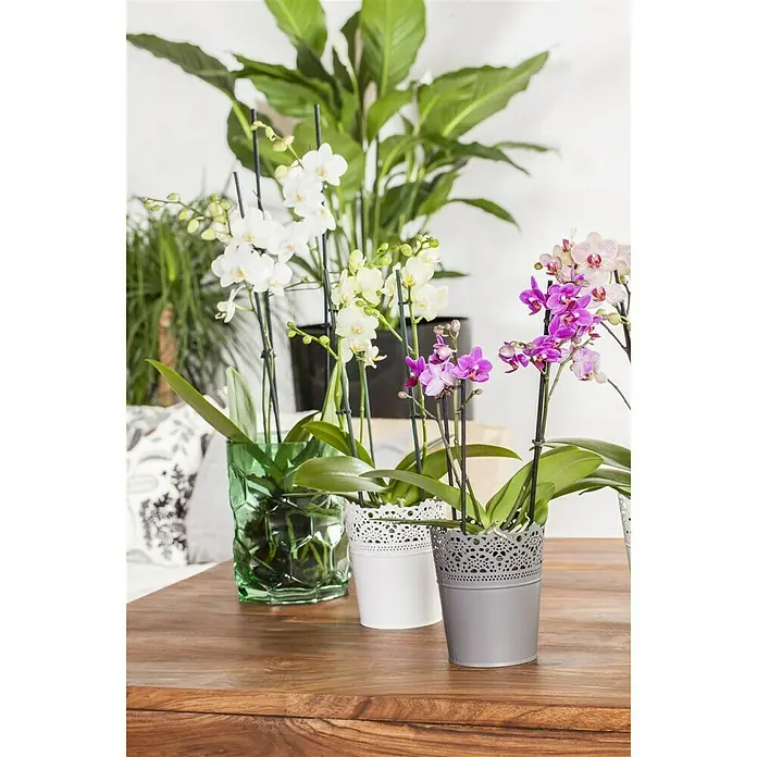 Piardino Orquídea mariposa - Phalaenopsis Hybride, Tamaño de maceta: 10 cm, Color de flor: Dependiendo de la variedad, Número de brotes: 2 ud., Forma de crecimiento: En posición vertical - Foto ambiente